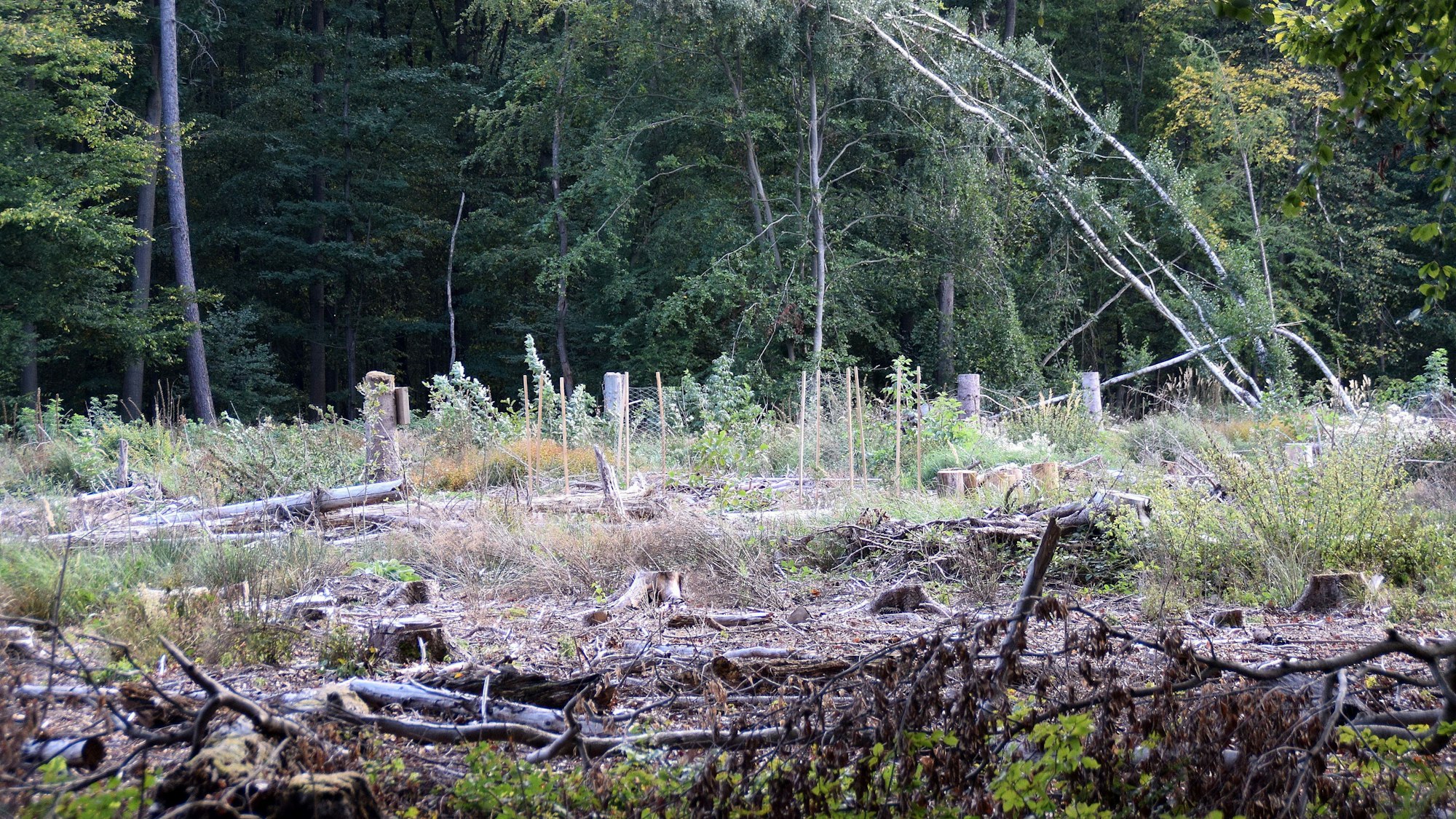 Kahlschlag im Kottenforst: Gerade Fichten haben die Dürrejahre nicht überstanden.
