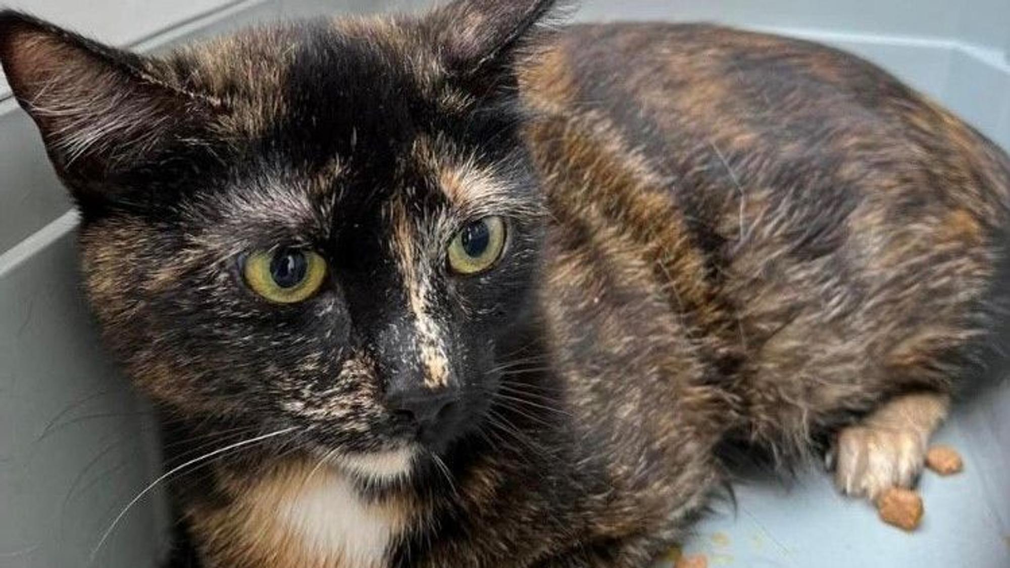 Auf dem Bild ist eine der Fundkatzen zu sehen.