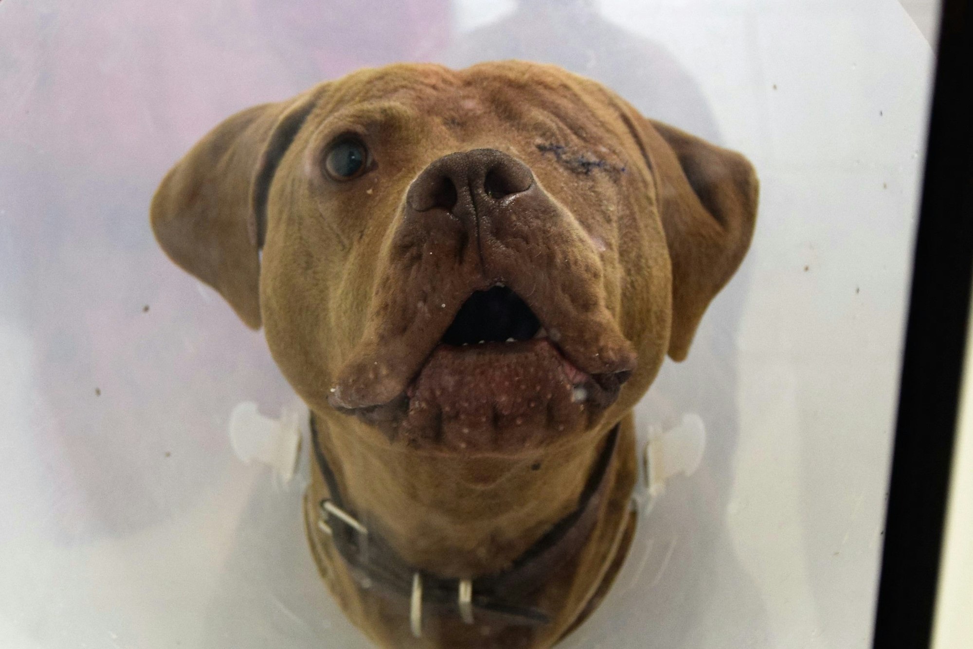 Ein Hund mit nur einem Auge.