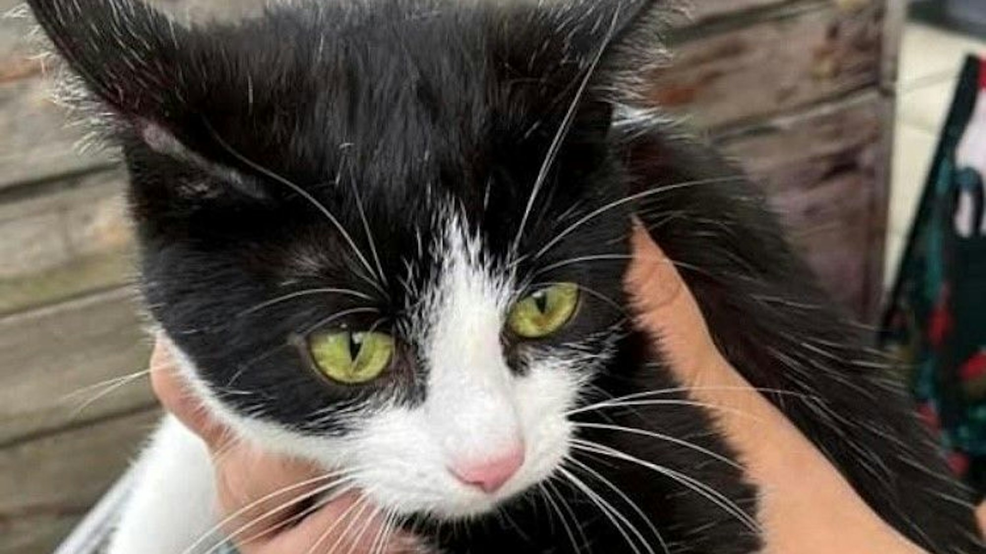 Auf dem Bild ist die schwarz-weiße Fundkatze zu sehen.