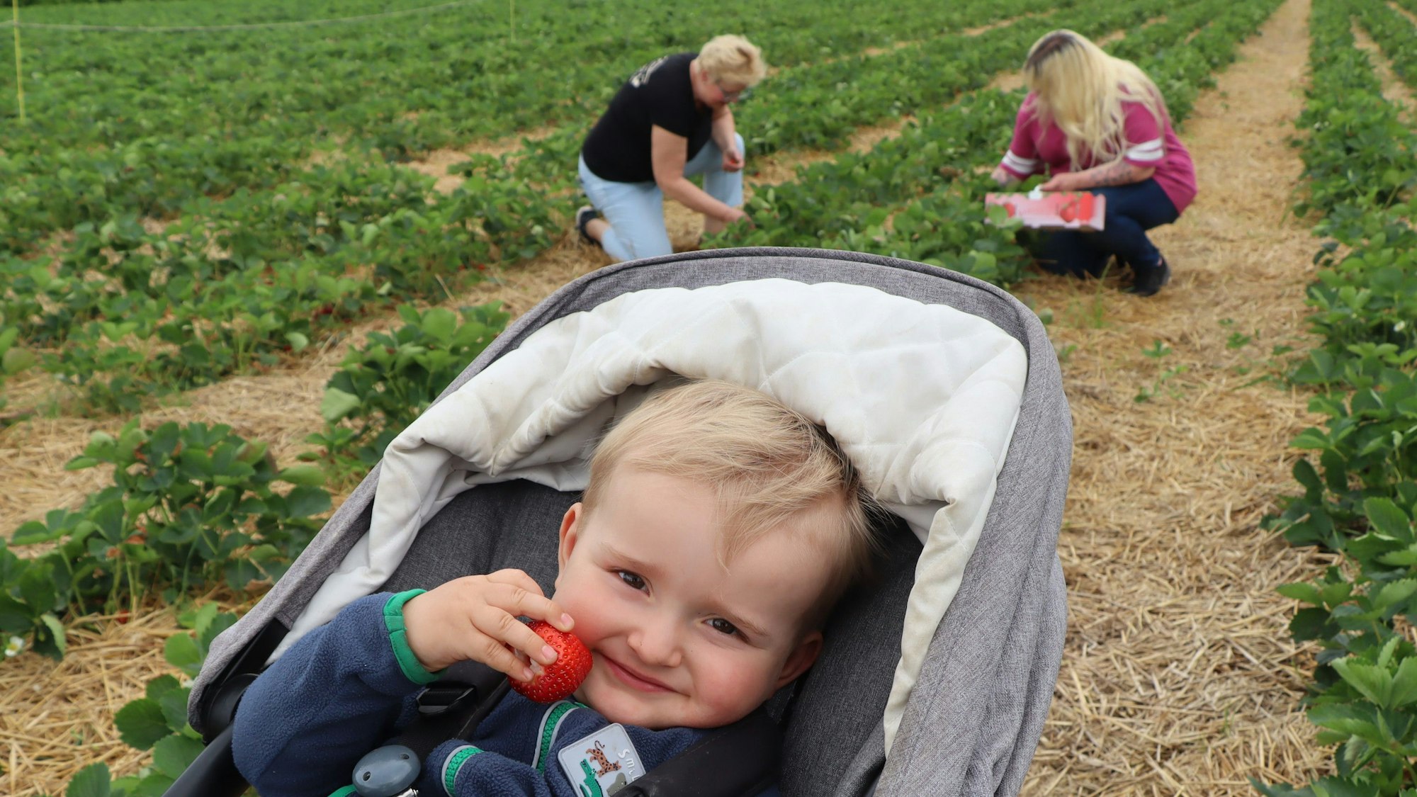 Zu sehen ist ein Junge im Kinderwagen, der eine Erdbeere isst.