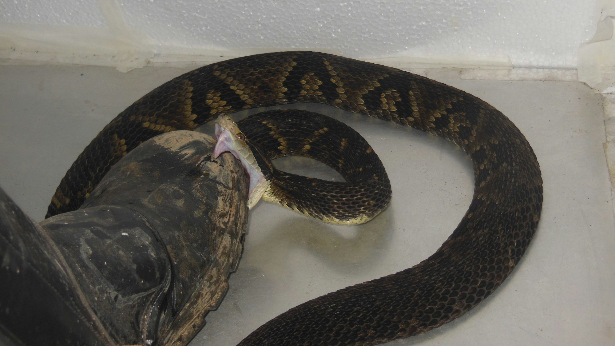 HANDOUT - 18.05.2024, Brasilien, São Paulo: Der brasilianische Biologe João Miguel Alves-Nunes tritt mit einem speziell gefertigten Schutzstiefel auf eine Schlange. Mit dieser ungewöhnlichen Methode hat er das Beißverhalten von giftigen Schlangen erforscht. (zu dpa «Für Studie in Brasilien: Forscher tritt 40 000 Mal auf Giftschlangen») Foto: João Miguel Alves-Nunes/dpa - ACHTUNG: Nur zur redaktionellen Verwendung im Zusammenhang mit der aktuellen Berichterstattung und nur mit vollständiger Nennung des vorstehenden Credits +++ dpa-Bildfunk +++
