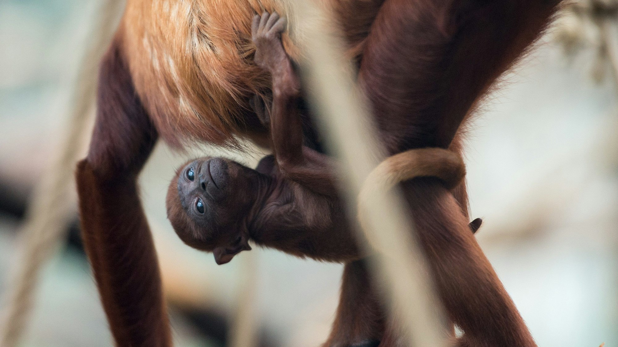 ARCHIV - 06.01.2016, Nordrhein-Westfalen, Köln: Das Brüllaffenjungtier "Feliza" klammert sich am 07.01.2016 im Zoo in Köln (Nordrhein-Westfalen) an seine Mutter "Tasyra". Foto: Marius Becker/dpa (zu dpa: «Hitzewelle in Mexiko: Brüllaffen fallen tot von Bäumen») Foto: Marius Becker/dpa +++ dpa-Bildfunk +++