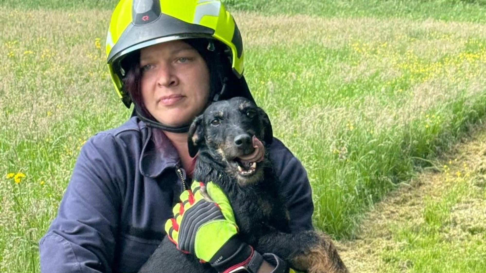 Der aufgeregte Hund wurde von Feuerwehrleuten betreut.