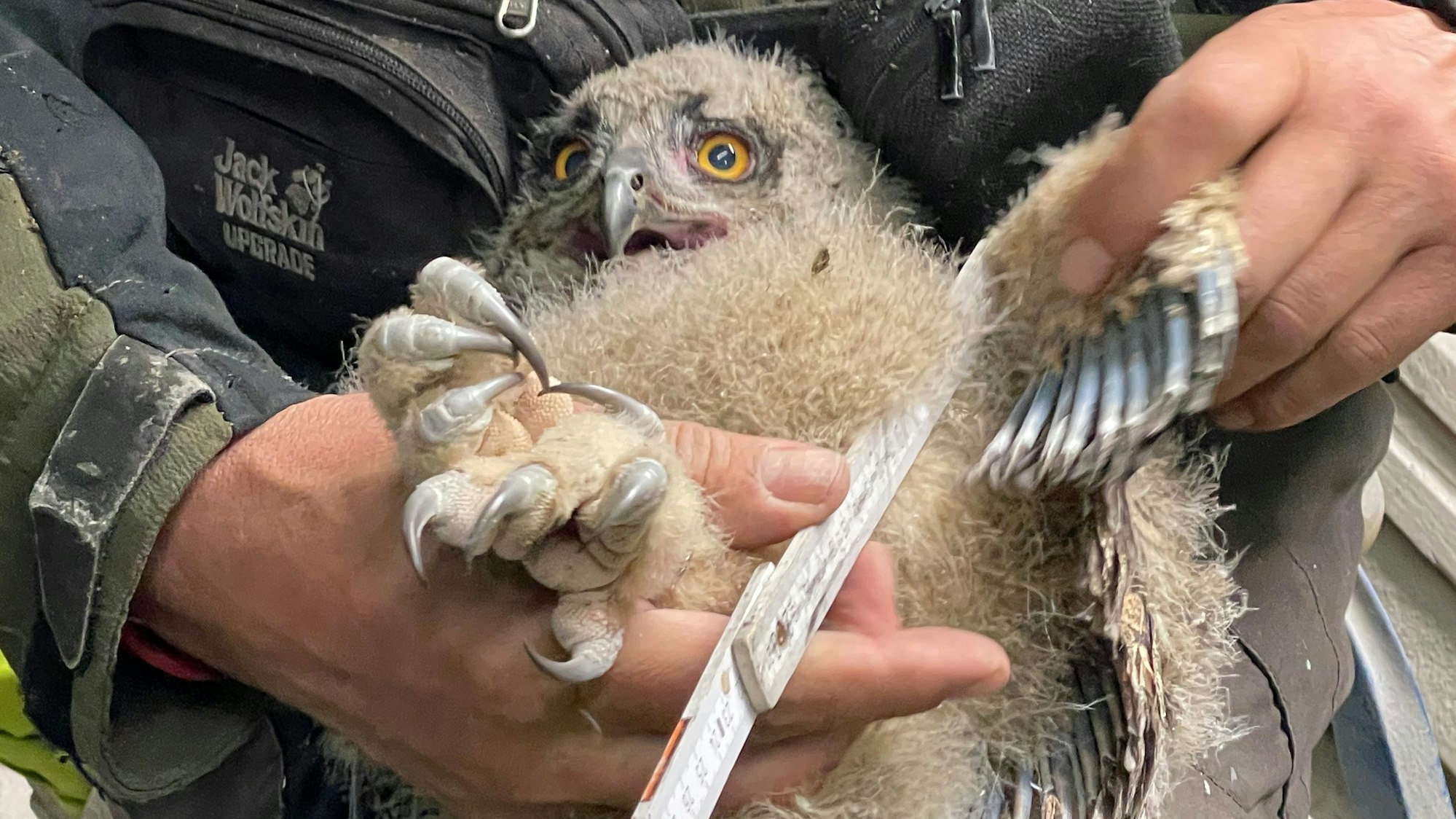 Auf dem Bild ist ein Uhuküken zu sehen.