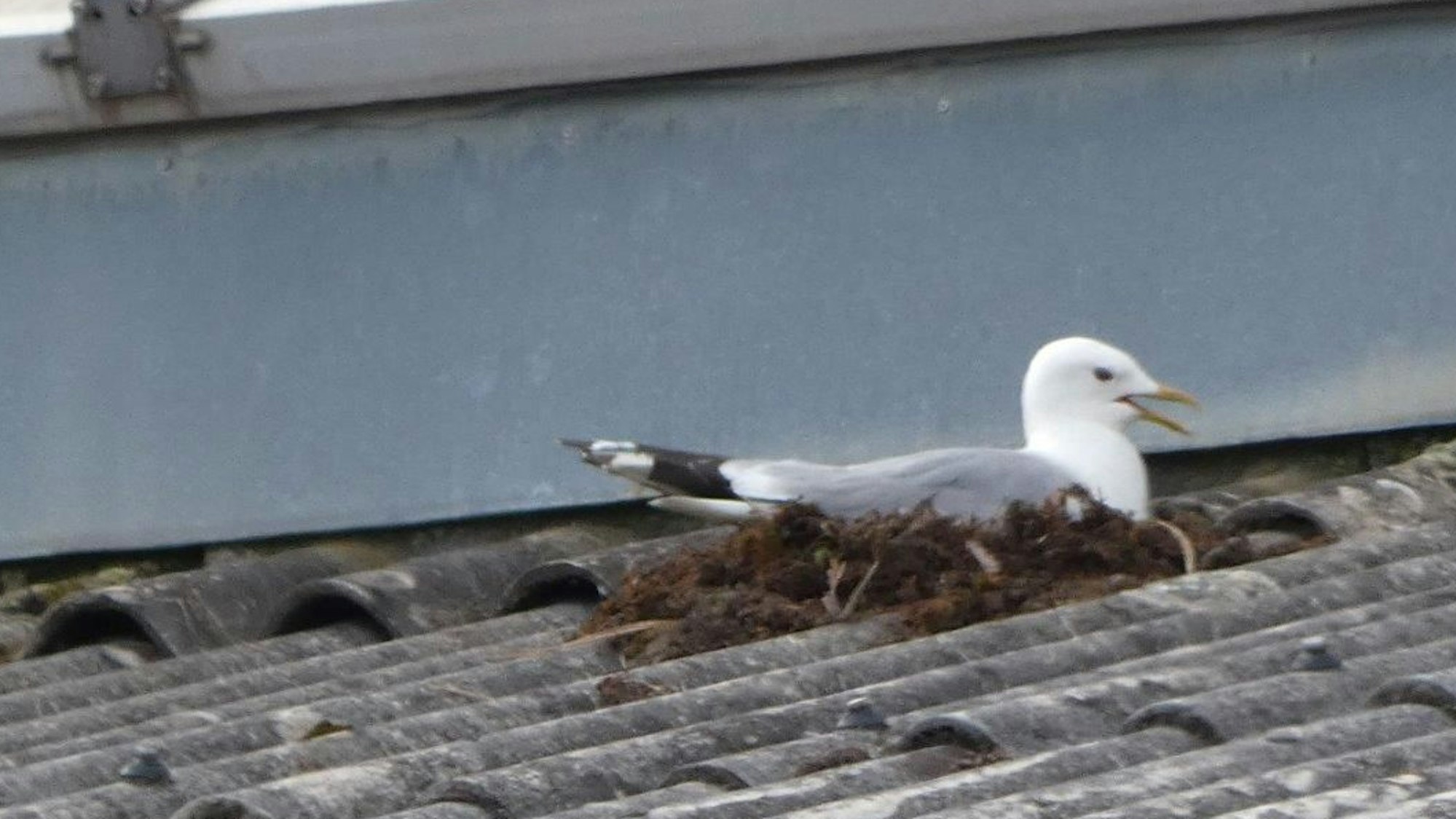 Auf dem Bild ist eine brütende Möwe zu sehen.