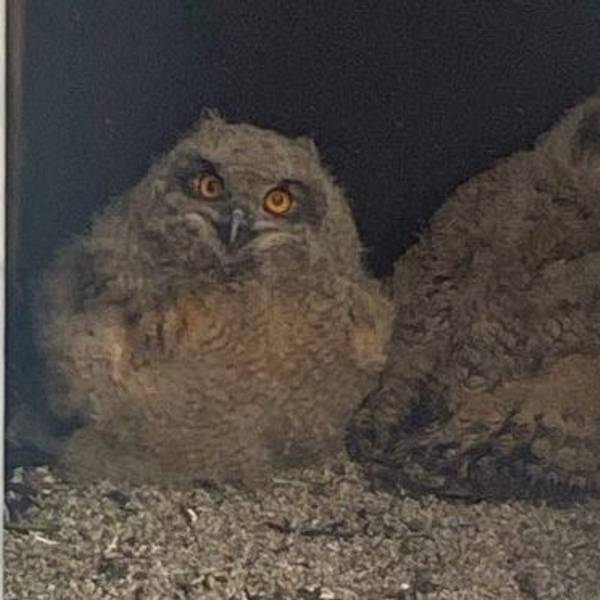 Uhu-Küken im Quarzwerk in Frechen