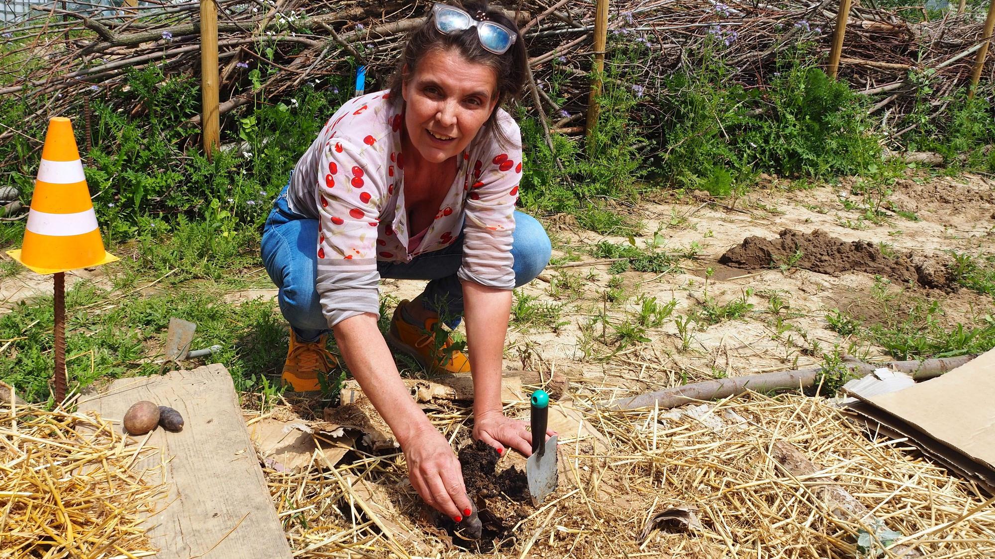 Judith Levold bringt Kartoffeln in den mit Humus, Pappe und Stroh vorbereiteten Boden. Die Kartoffeln sollen den Boden durchwurzeln und seine Wasserspeicherfähigkeit steigern.
