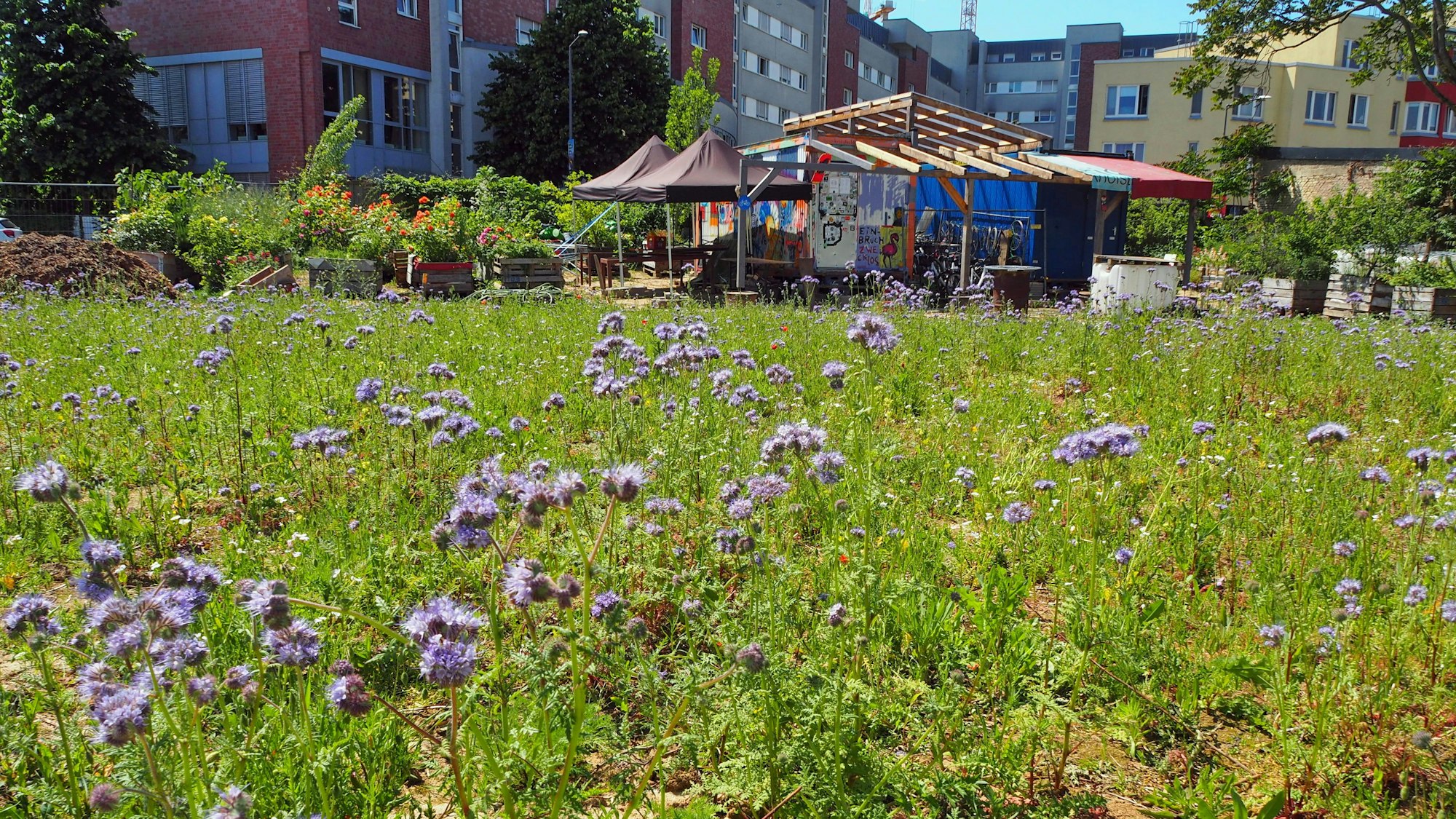 Die Bienenweide mit Phacelia funktioniert schon gut.