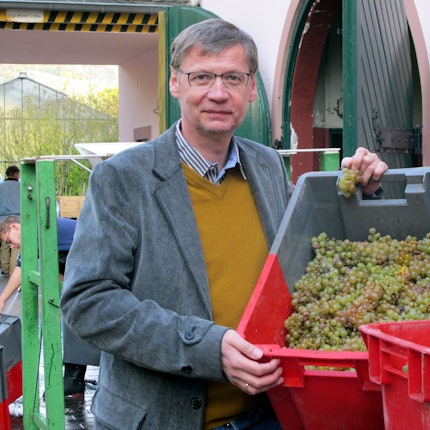 Günther Jauch hält auf seinem Weingut in Kanzem (Landkreis Trier-Saarburg) eine Bütte mit Weintrauben.