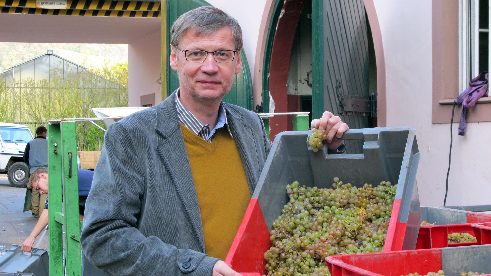 Günther Jauch hält auf seinem Weingut in Kanzem (Landkreis Trier-Saarburg) eine Bütte mit Weintrauben.