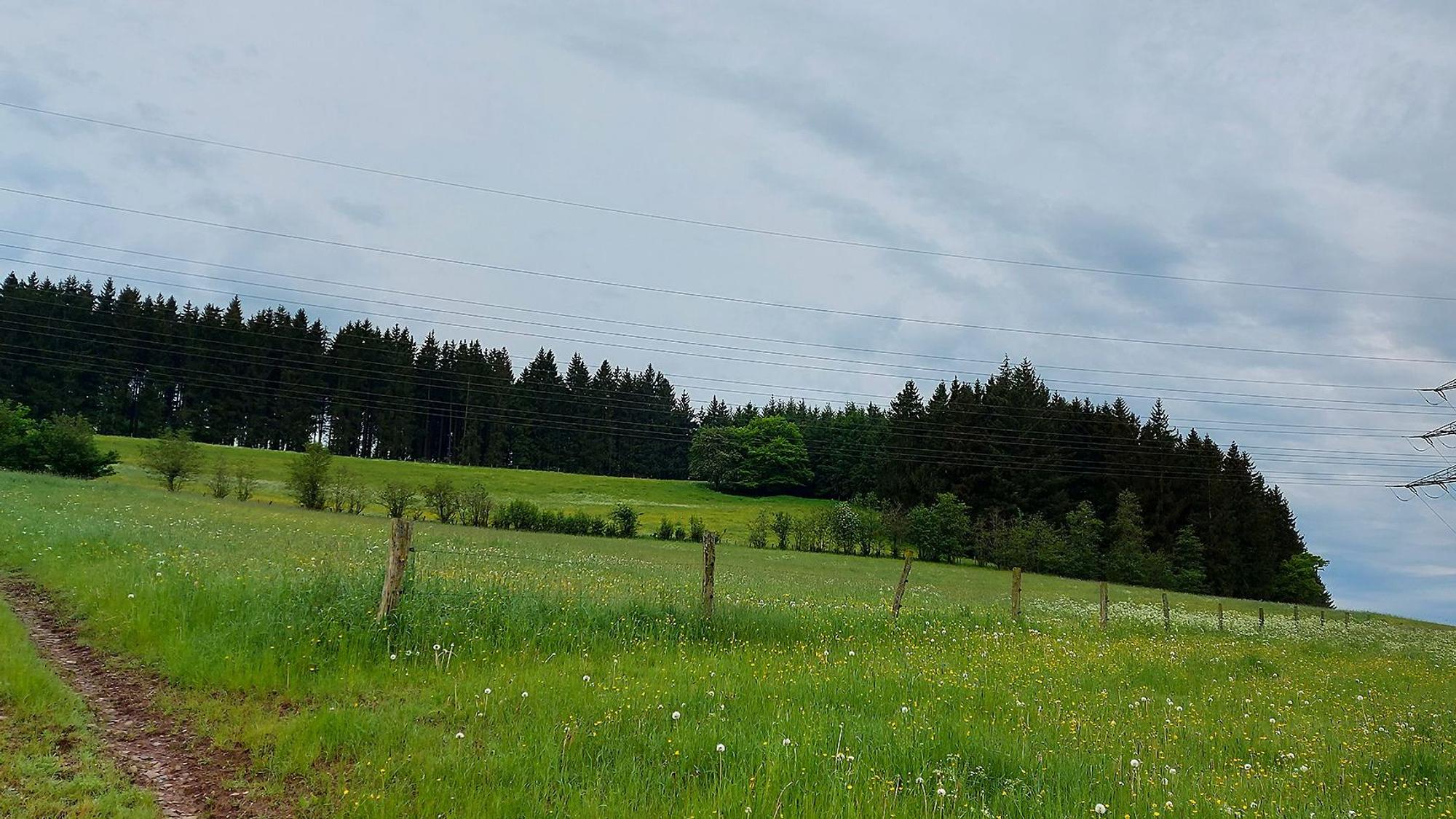 Das Bild zeigt die Fläche, auf der die Modulfelder errichtet werden sollen: Es ist eine Wiese.