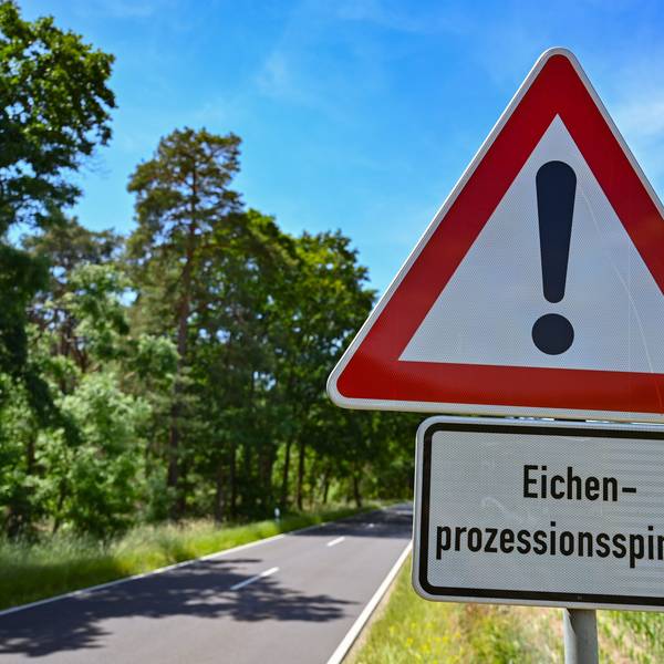 Ein Warnschild mit der Aufschrift „Eichenprozessionsspinner“ steht an einer Straße (Symbolbild).