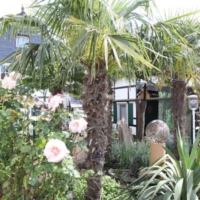 Offenen Gartenpforte In Niederkassel Lülsdorf hat Anita Eschbach einen grünen Daumen und sitzt auf der Bank in ihrem Idyll mit Palmen.