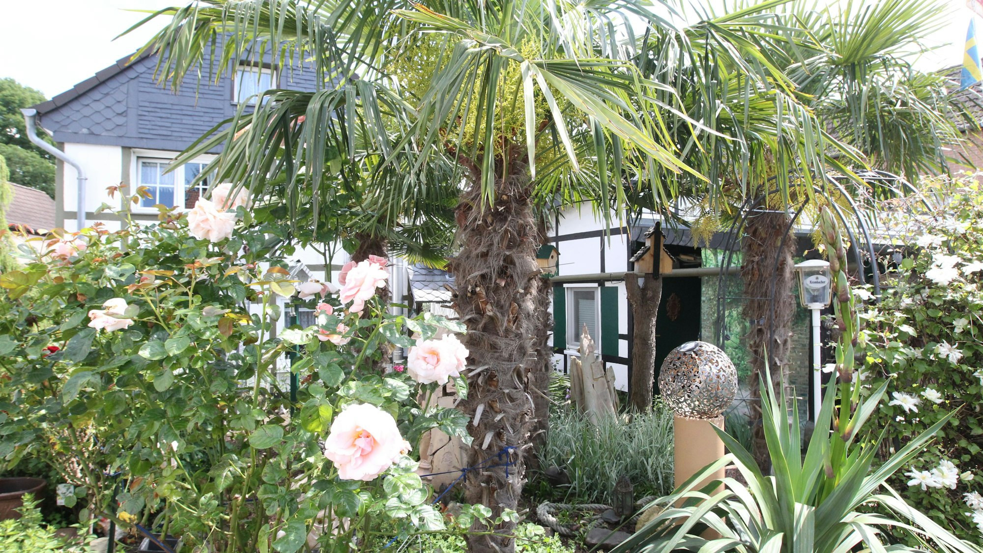 Offenen Gartenpforte In Niederkassel Lülsdorf hat Anita Eschbach einen grünen Daumen und sitzt auf der Bank in ihrem Idyll mit Palmen.