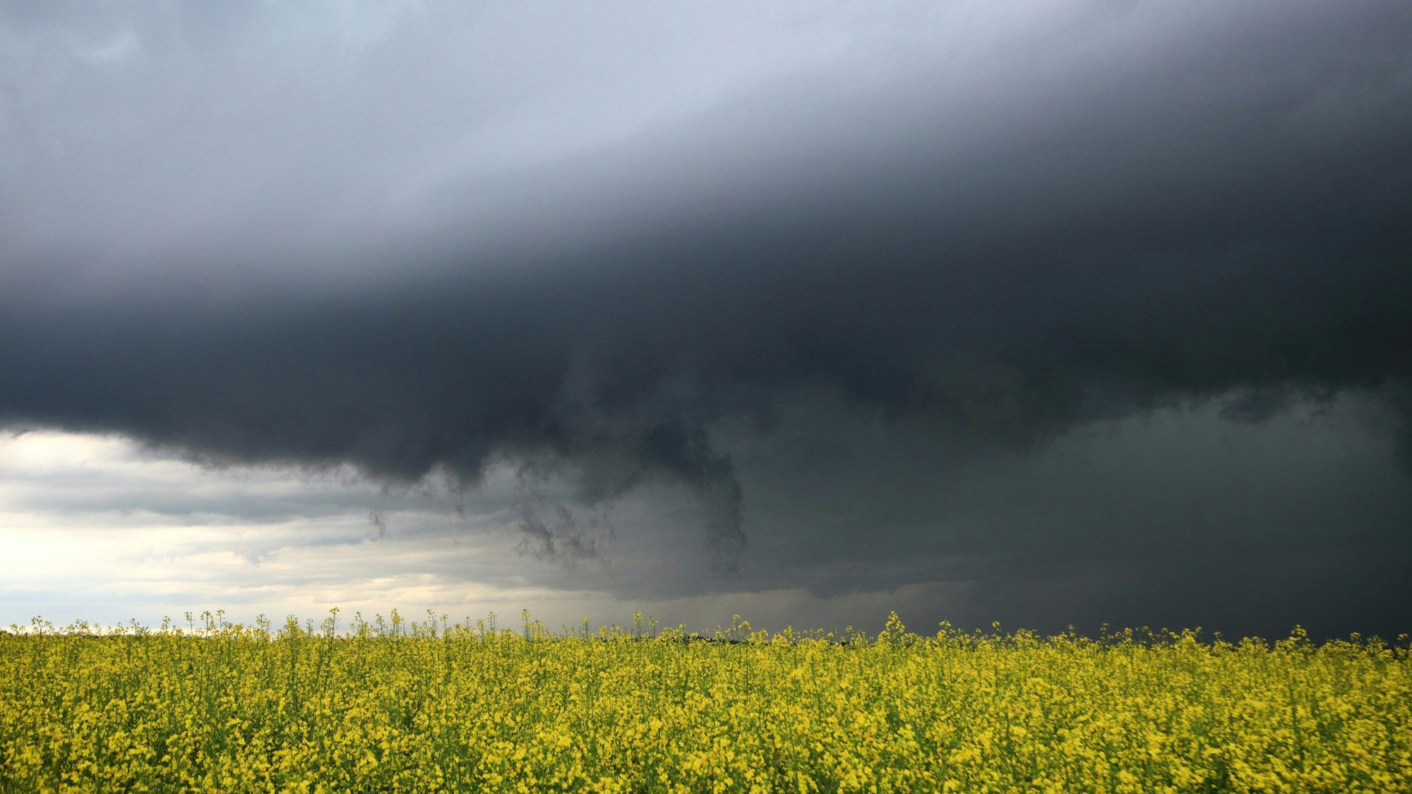 Dunkle Gewitterwolken ziehen hinter einem blühenden Rapsfeld auf (Symbolbild)