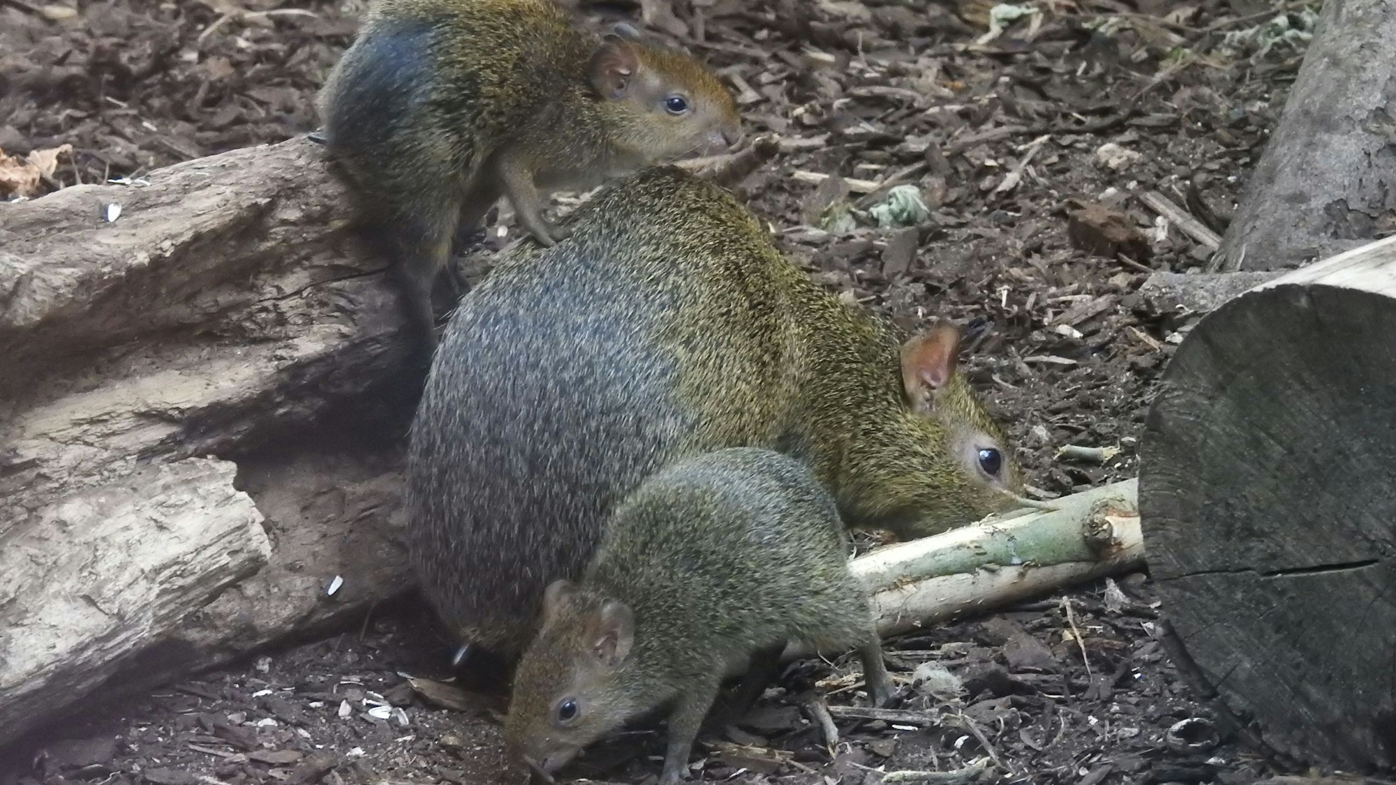 Zwei kleine Agutis klettern auf einen größeren Aguti.