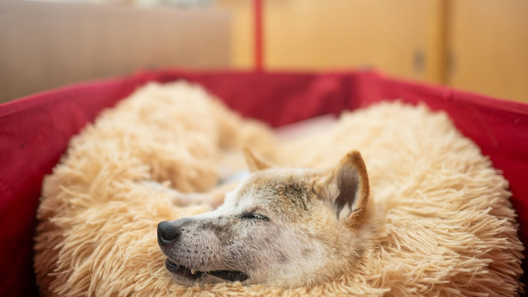 Die japanische Shiba Inu-Hündin Kabosu liegt schlafend auf einem Kissen.