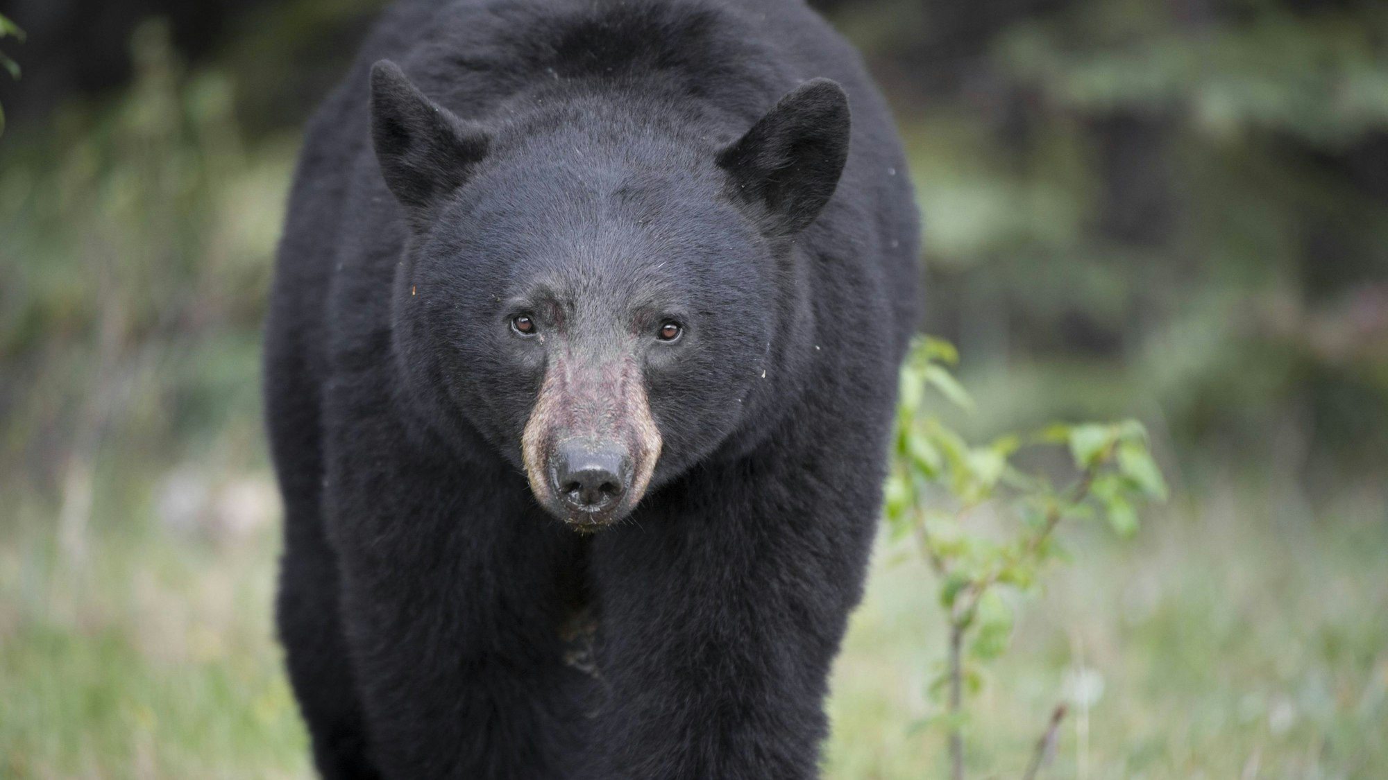 Ein amerikanischer Schwarzbär im kanadischen Bundesstaat Alberta. Nach dem Verzehr von Schwarzbärenfleisch hat eine US-Familie „Gehirnwürmer“ bekommen. (Archivbild)