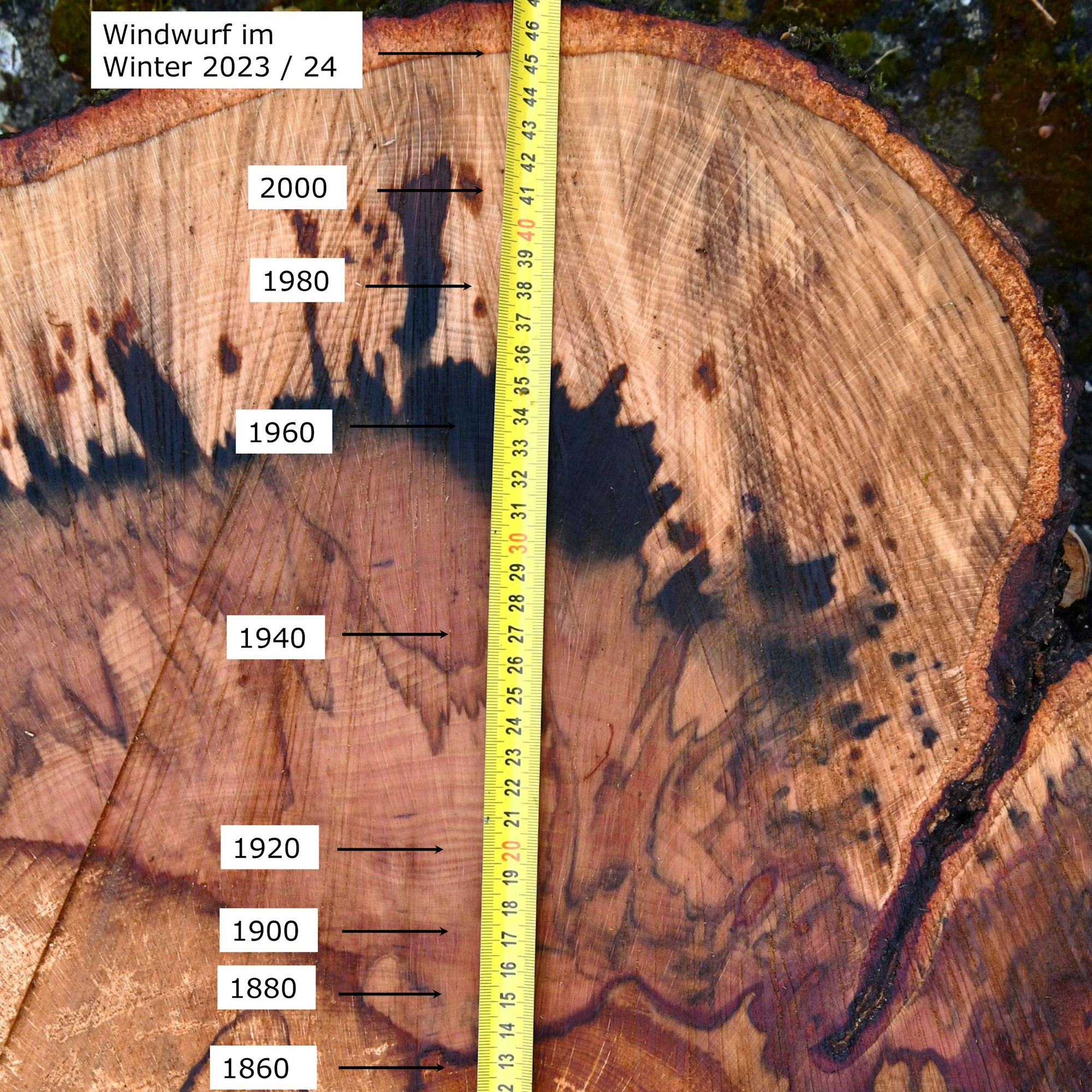 Schnitt durch eine Rotbuche, deren Samen im Jahr 1783 in die Erde kam.