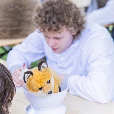 Dem Fuchs geht es heute nicht so gut. Medizinstudenten helfen bei der Diagnose.