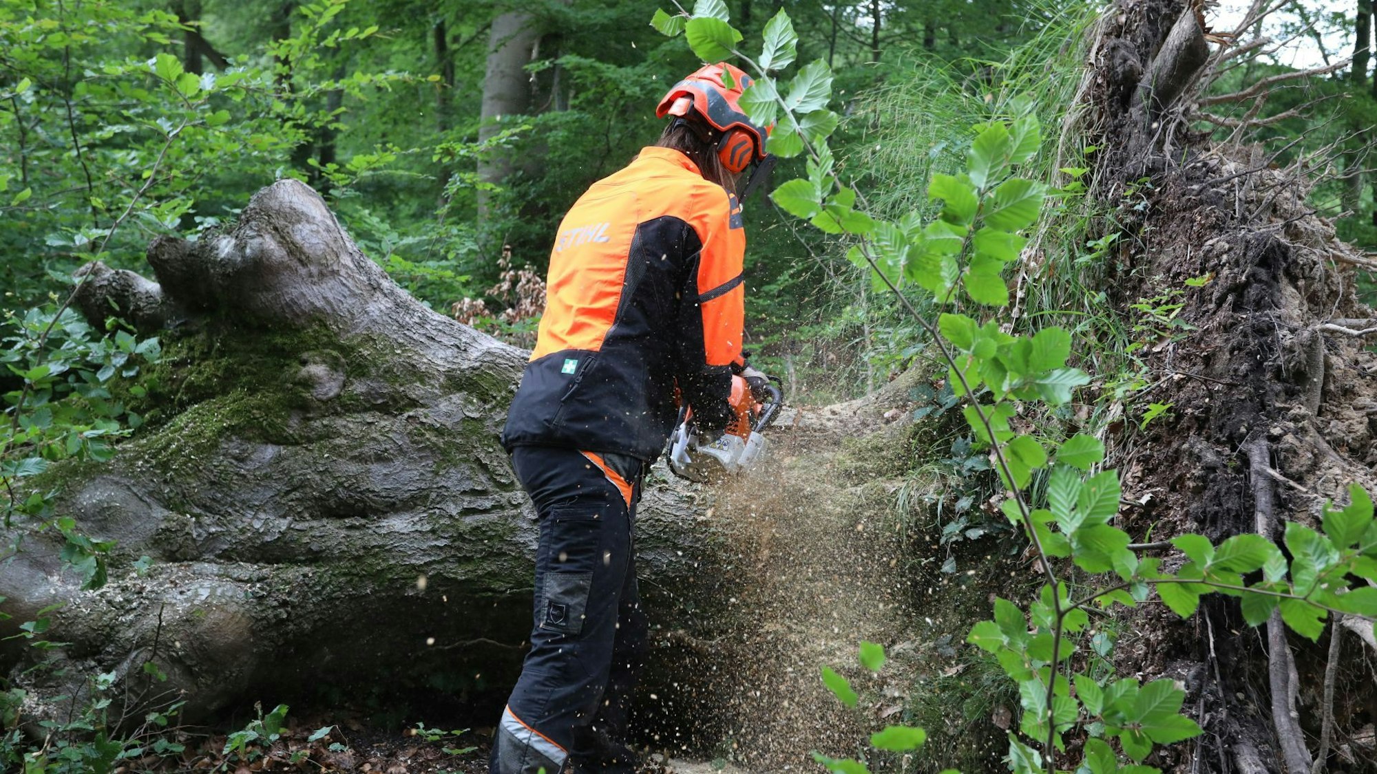 Roland Steinwarz schneidet den Stamm auf.