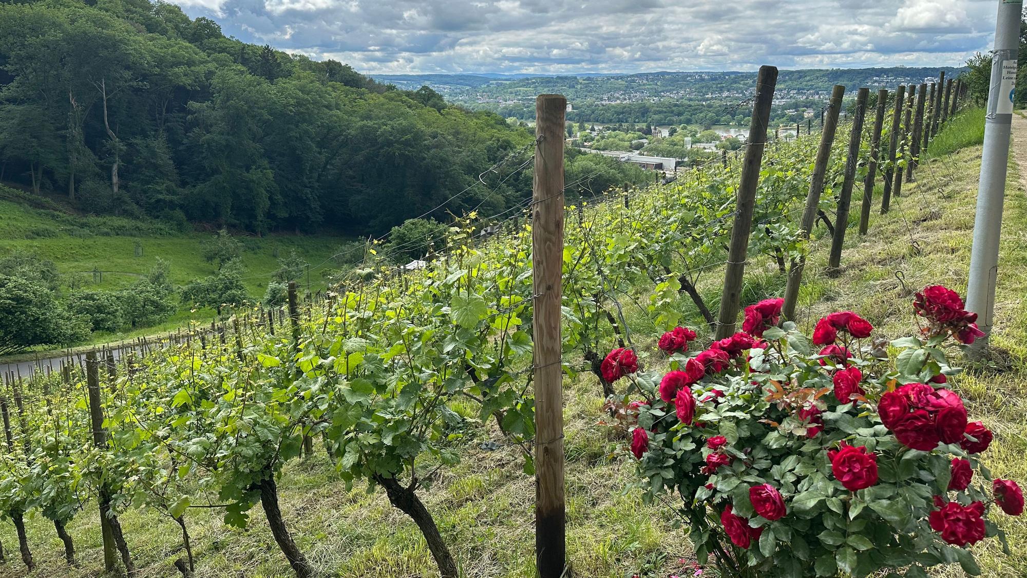 Wanderung Siebengebirge, Winzer, Weinberge