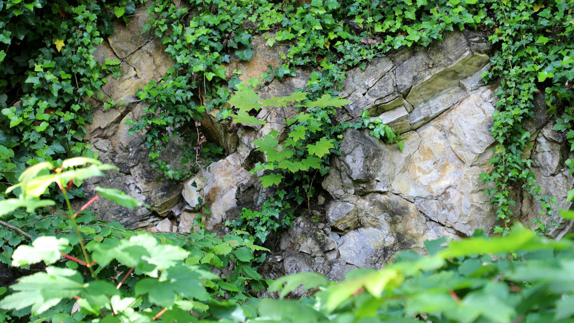 Zwischen Efeu ist eine Felswand am EVK-Mitarbeiterparkplatz (früher: Alte Feuerwache) zu sehen.