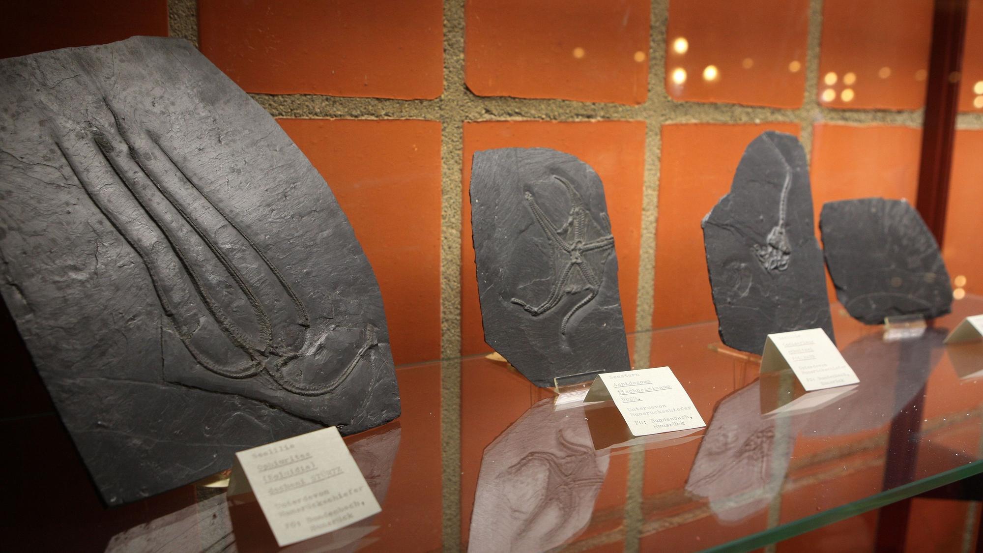 Fossiliensammlung im Foyer des Bürgerhauses Bergischer Löwe.