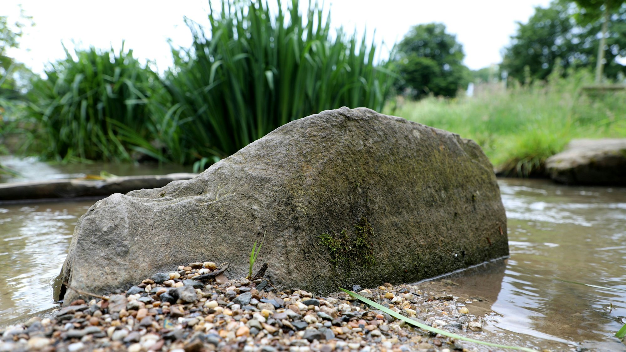 Ein Grauwacke-Stein liegt im freigelegten Teil der Strunde im Bergisch Gladbacher Buchmühlenpark.