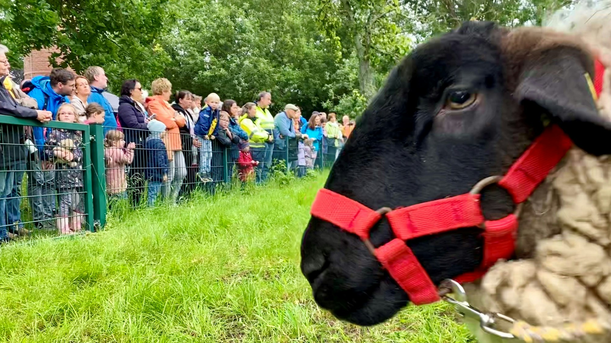 Ein Schaf mit einem roten Halfter schaut die Zuschauer an, die hinter einem Zaun stehen.