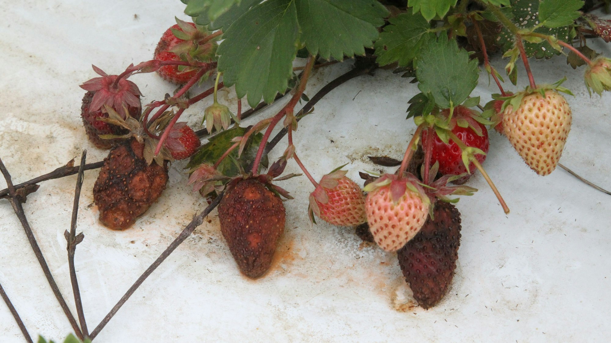 Erfrorene Erdbeeren neben noch unreifen Erdbeeren auf dem Feld in Kriegsdorf.