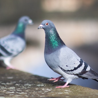 Zu sehen sind zwei Tauben.