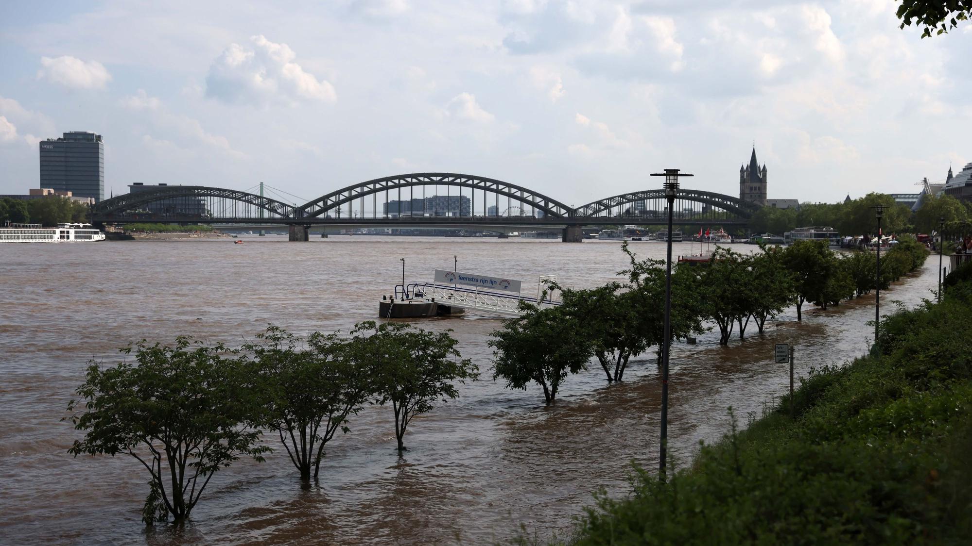 Bäume stehen am Rheinufer in Köln im Wasser, weil der Rheinpegel gestiegen ist.