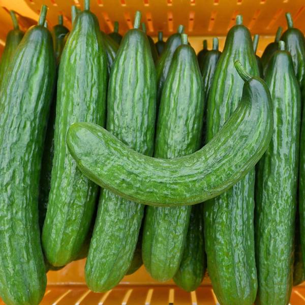 Eine krumme Gurke liegt zusammen mit geraden Salatgurken, auch Schlangengurken genannt, in einer Erntekiste.