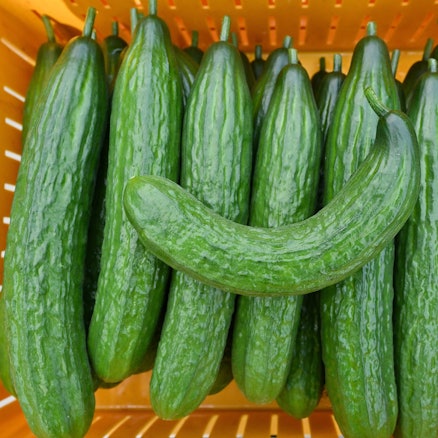 Eine krumme Gurke liegt zusammen mit geraden Salatgurken, auch Schlangengurken genannt, in einer Erntekiste.