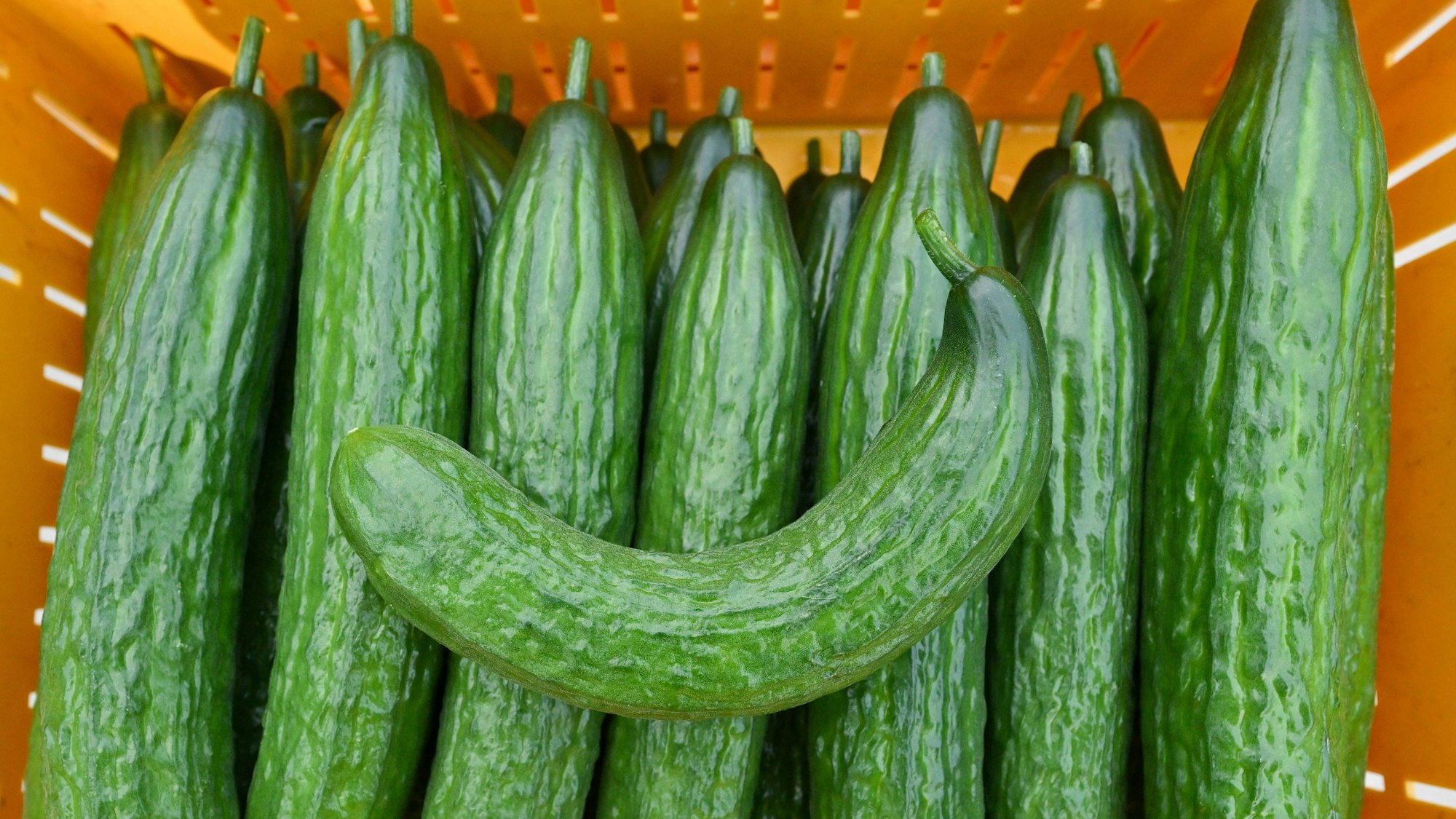 Eine krumme Gurke liegt zusammen mit geraden Salatgurken, auch Schlangengurken genannt, in einer Erntekiste.