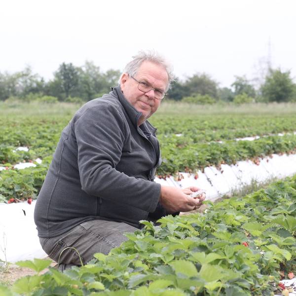 Karl-Josef Engels in seinem Erdbeer-Feld in Kriegsdorf.