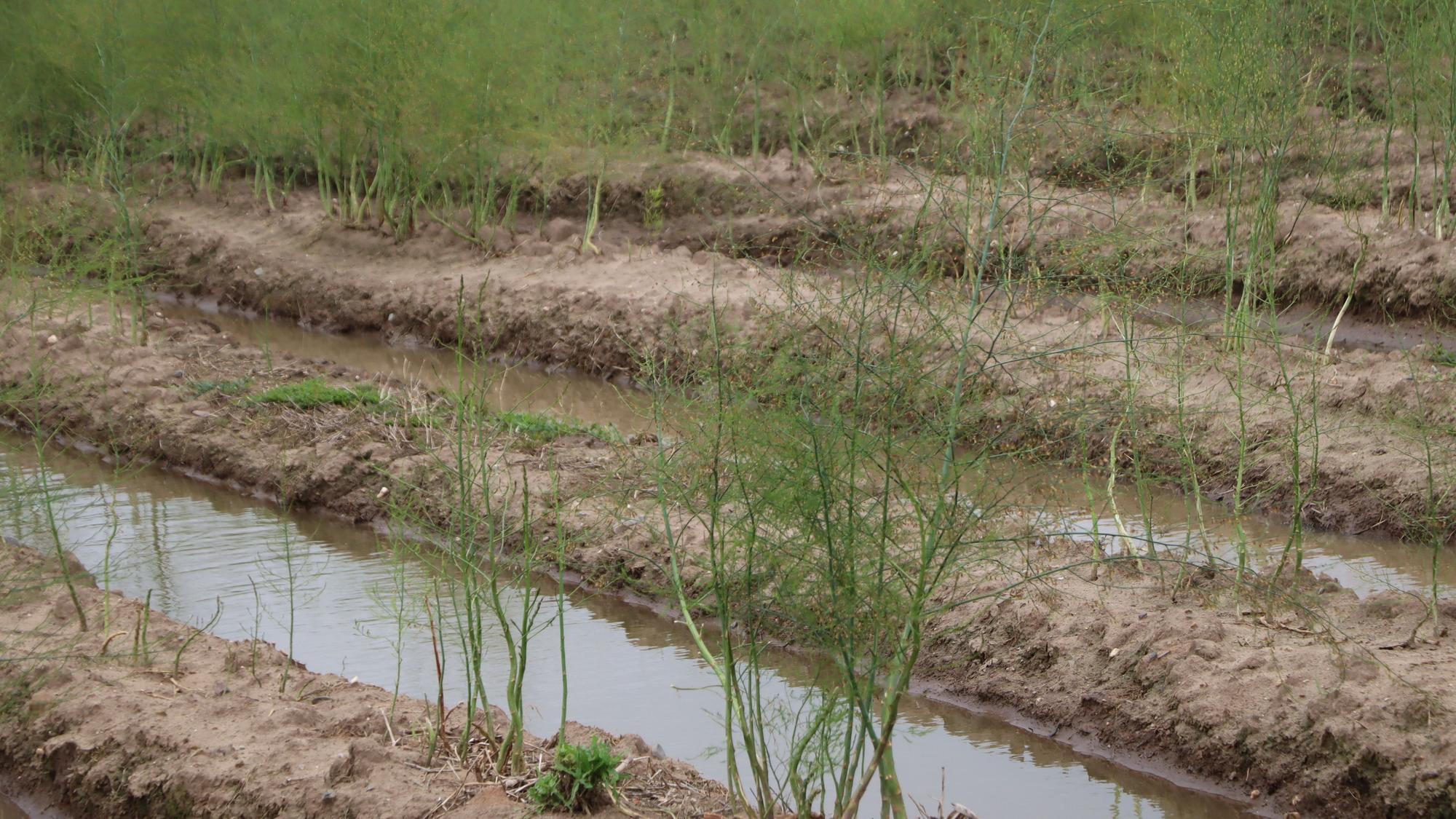 Zu viel Wasser steht auch in den Spargelfeldern in Bornheim von Landwirt Klaus Langen. Hier wird der grüne Spargel geerntet.