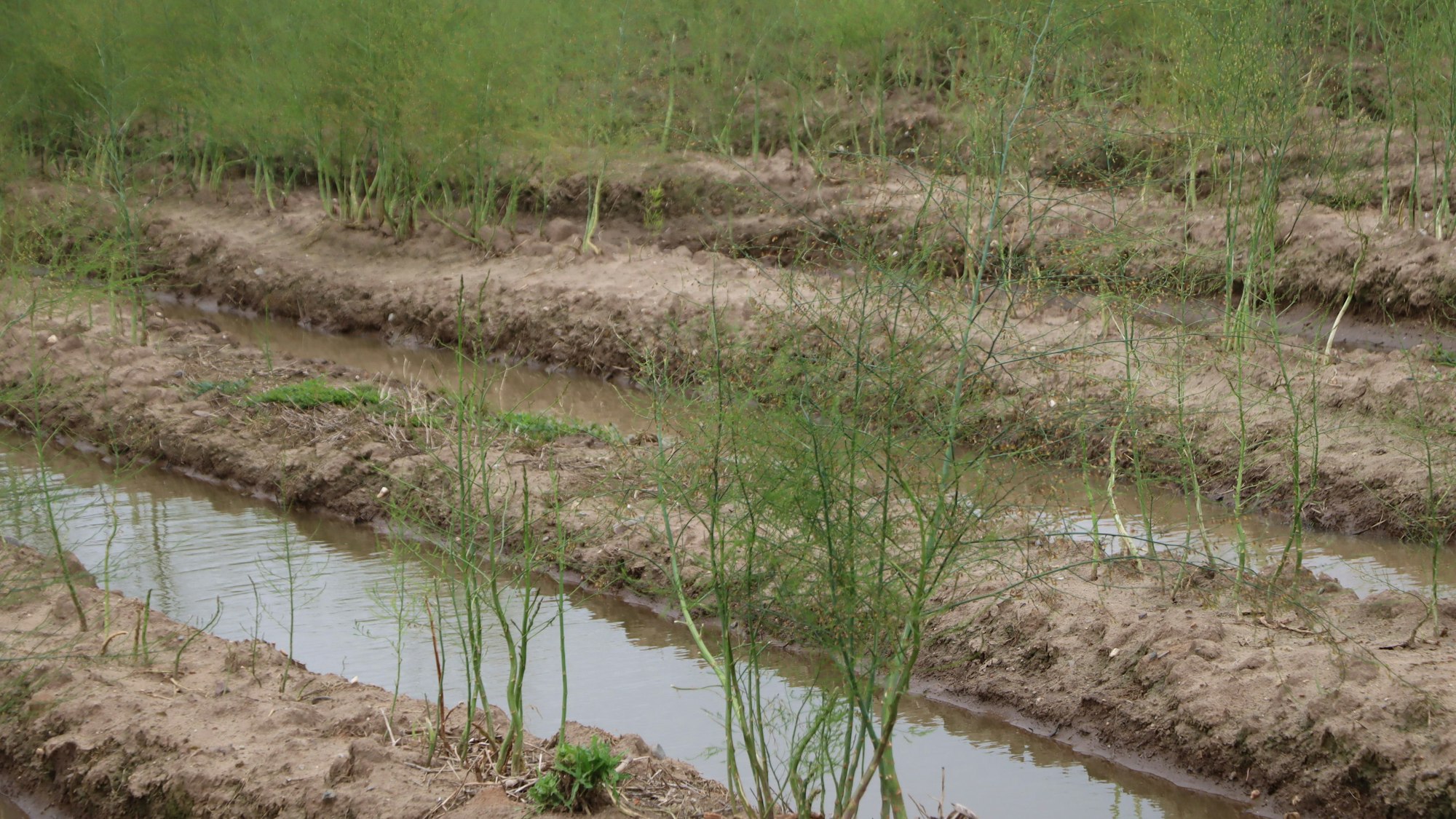 Zu viel Wasser steht auch in den Spargelfeldern in Bornheim von Landwirt Klaus Langen. Hier wird der grüne Spargel geerntet.