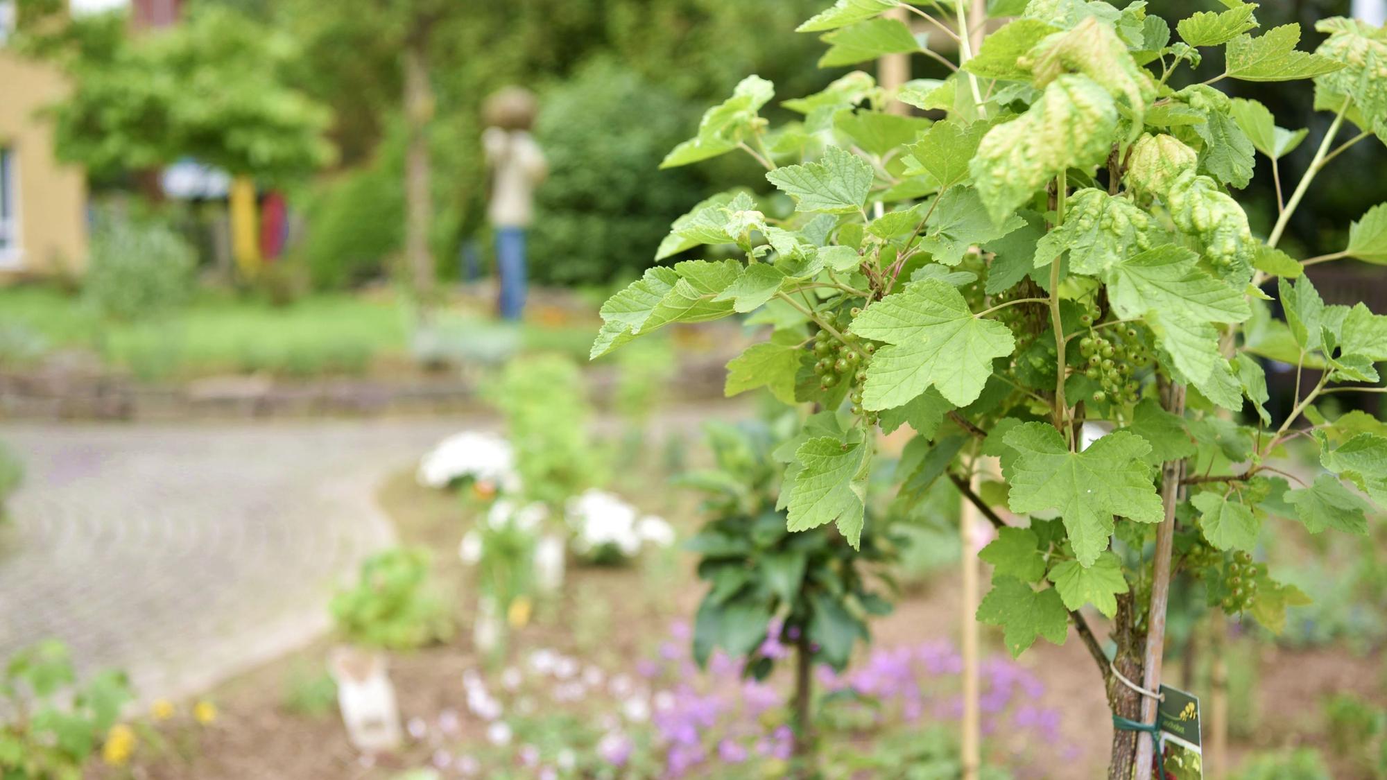 Ein Stamm mit noch grünen Johannisbeeren steht in einem Beet, im Hintergrund sind weitere Pflanzen zu sehen.