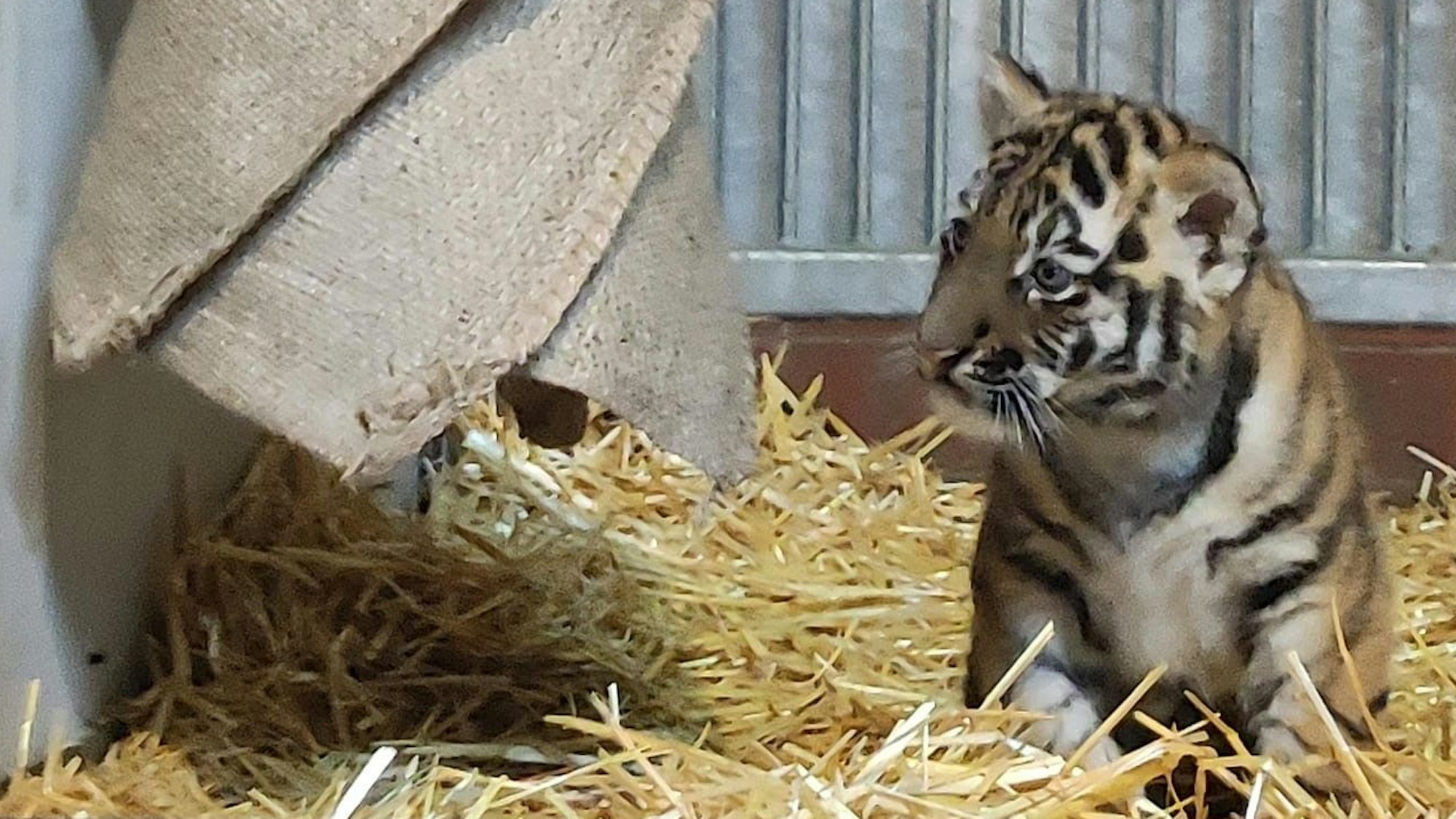 „Was ist das los“?, scheint dieses Tigerjungtier zu denken. Der kleine Tiger schaut aufmerksam nach links.