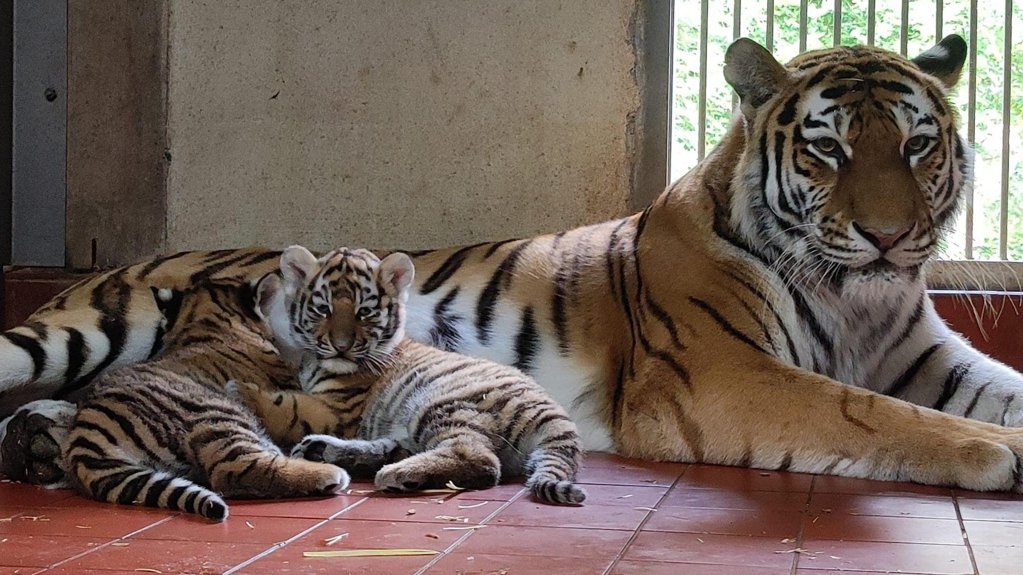 Traumhaft schön: Amurtigerin Katinka mit ihrem Nachwuchs. Die Mutter liegt auf dem dunkelroten Kachelboden, ihre Kleinen mit noch etwas plüschigem Fell ganz entspannt neben ihr.