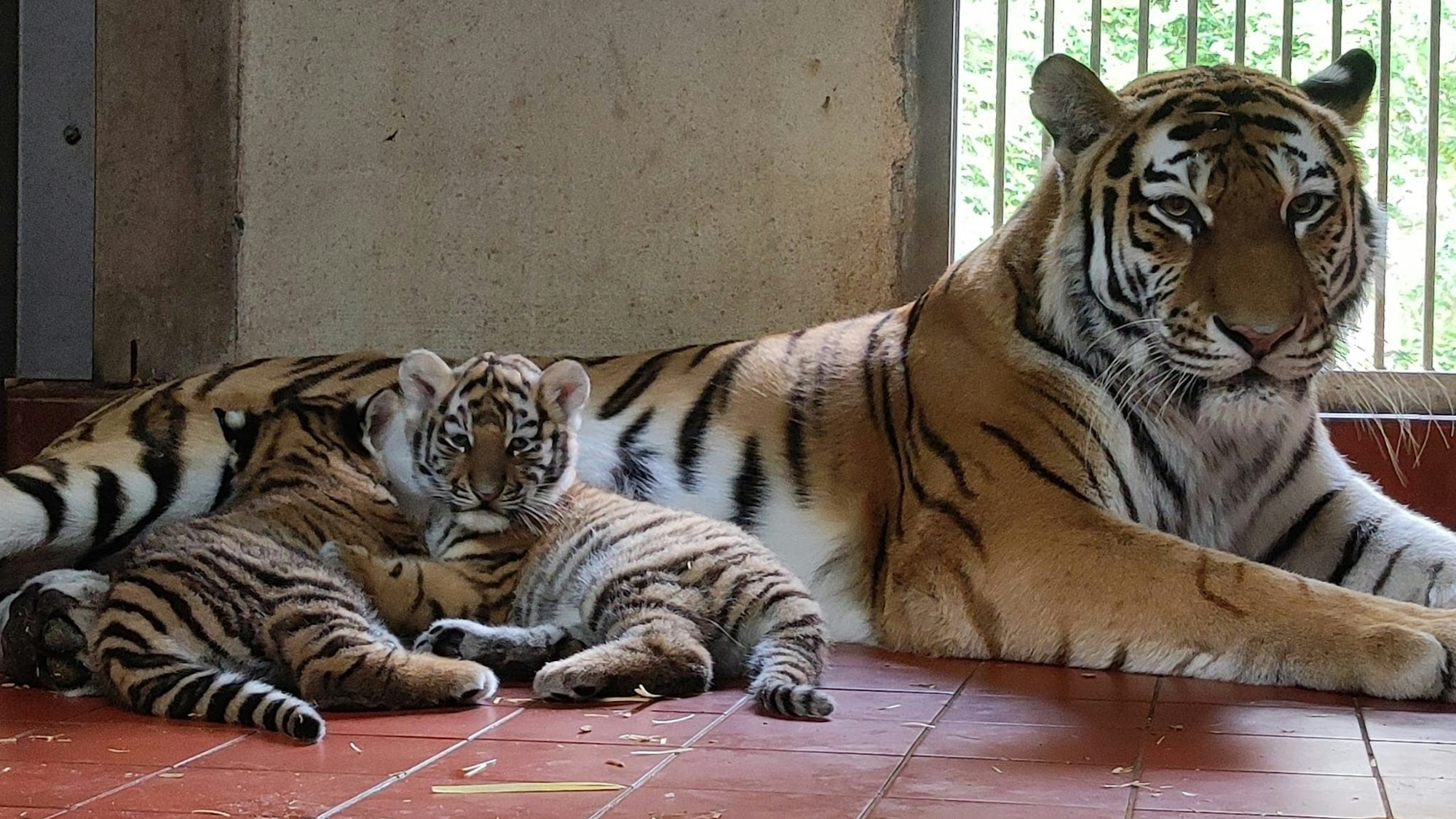 Traumhaft schön: Amurtigerin Katinka mit ihrem Nachwuchs. Die Mutter liegt auf dem dunkelroten Kachelboden, ihre Kleinen mit noch etwas plüschigem Fell ganz entspannt neben ihr.
