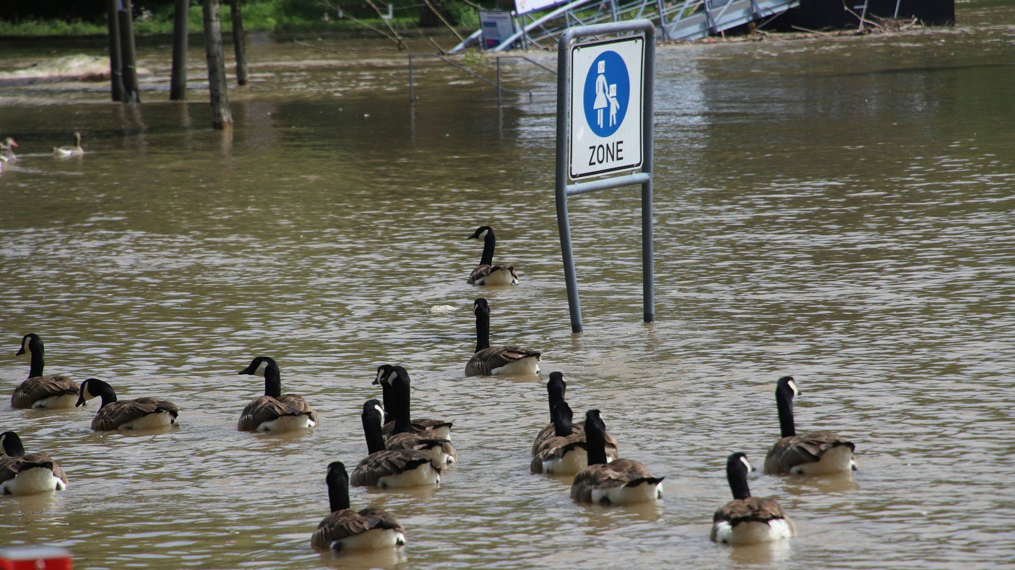 Gänse schwimmen auf dem Rheinwasser auf ein Schild für eine Fußgängerzone zu.