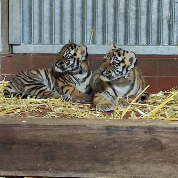 Tigerjunge
