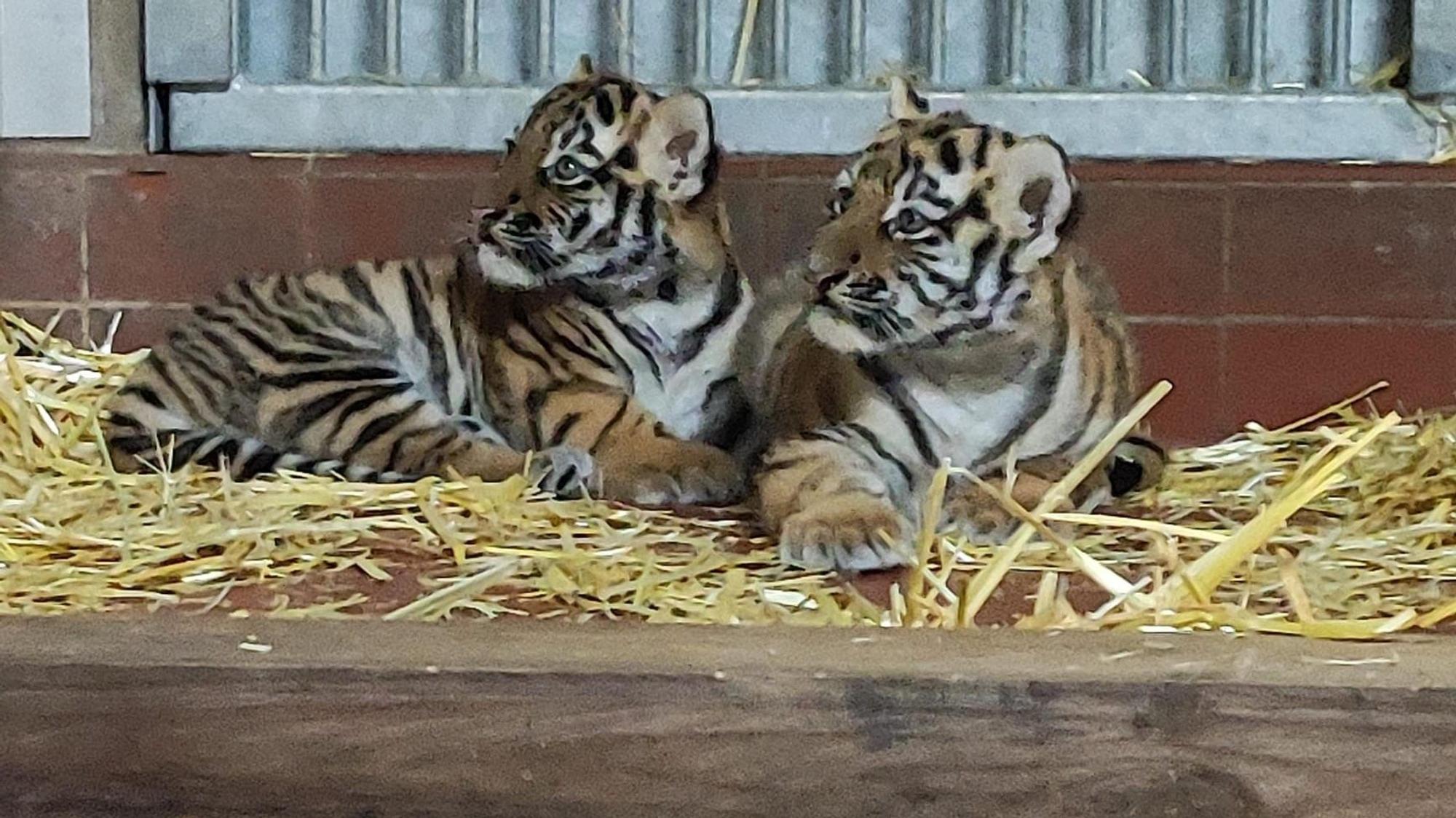 Tigerjunge