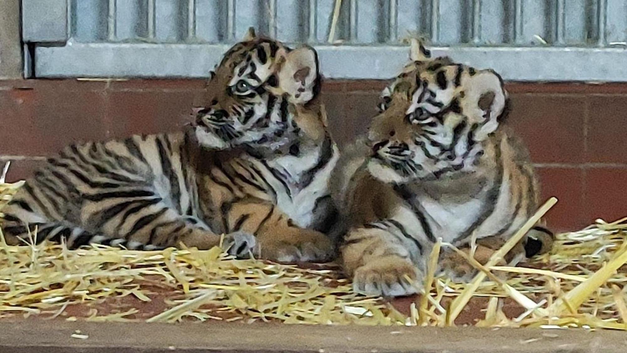 Wie gemalt: die beiden Tigerjungen. Das Bild wirkt wie ein Gemälde, ist aber ein Foto.