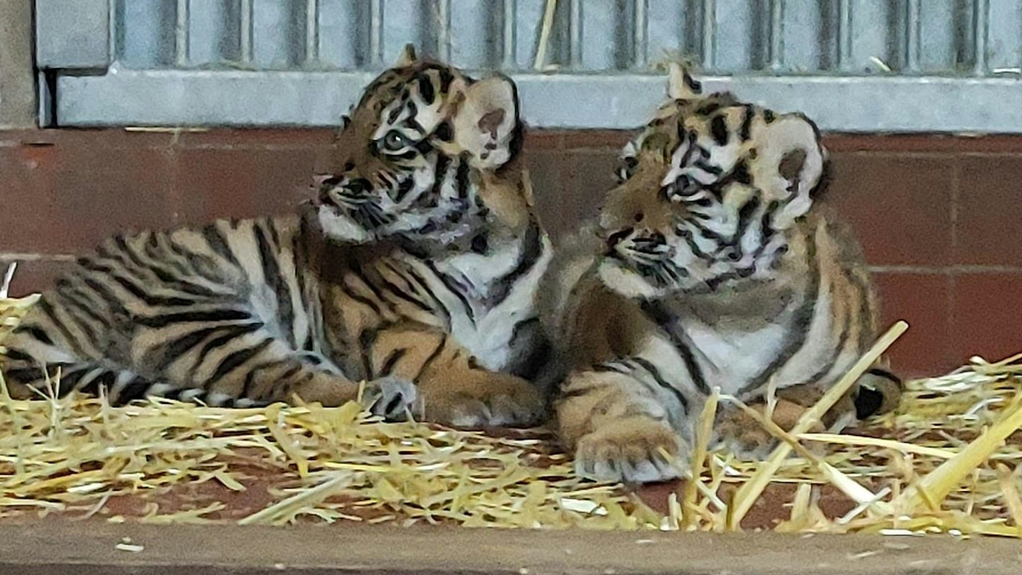 Wie gemalt: die beiden Tigerjungen. Das Bild wirkt wie ein Gemälde, ist aber ein Foto.