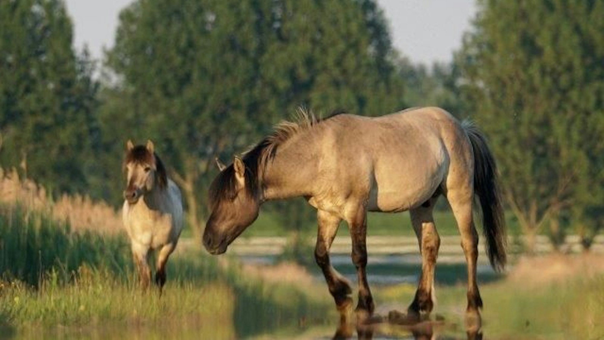 Auf dem Foto sind weidende Wildpferde zu sehen.